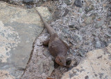 Gran Canaria Giant Lizard - Gallotia stehlini