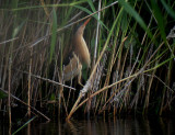 Dvrgrrdrom - Little Bittern  (Ixobrychus minutus)