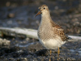 Tuvsnppa - Pectoral Sandpiper  (Calidris melanotos)