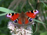 Pfgelga - Peacock  (Inachis io)