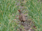 Rapphna - Partridge  (Perdix perdix)