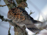 Större turturduva - Oriental Turtle Dove  (Streptopelia orientalis)