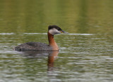 Grhakedopping - Red-necked Grebe  (Podiceps grisegena)