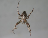Korsspindel - Garden Cross Spider (Araneus diadematus)
