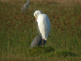 gretthger - Great Egret (Casmerodius albus)