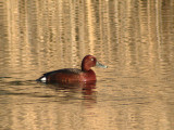 Vitgd dykand - Ferruginous Duck (Aythya nyroca)