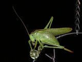Grn vrtbitare - Great Green Bush-cricket (Tettigonia viridissima)