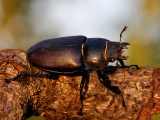Ekoxe - European Stag Beetle (Lucanus cervus)