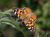 Tistelfjril - Painted Lady (Cynthia cardui)