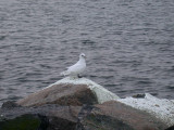 Isms - Ivory Gull (Pagophila eburnea)