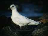 Isms - Ivory Gull (Pagophila eburnea)