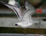 Svarthuvad ms - Mediterranean Gull (Larus melanocephalus)