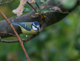 Blmes - Blue Tit (Parus caeruleus)