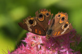 Butterfly on Pink