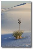 White Sands : Lone Yucca