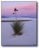 White Sands : Moonset on the Yucca