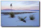 White Sands : Yucca Down