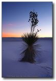 White Sands : Final Yucca