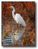 Texas : Egret in Reflection