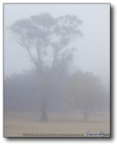 Chandler : Tree in Fog