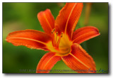Rockford : Day Lilly