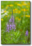 All the Pretty Little Flowers