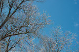 DSC07394Trees Auto color.jpg