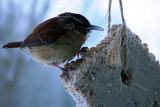 Carolina Wren