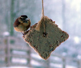 Carolina Wren