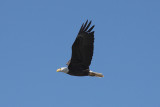 Bald eagle