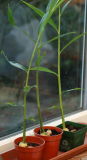 3608- Ginger.jpg