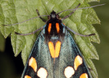 4428-Moth-3.jpg