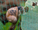 4458-cheeky snail-1.jpg