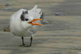 IMG_0881 terns.jpg