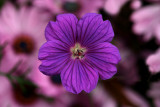 IMG_9788 qge.jpg