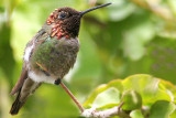 IMG_8420 hummers.jpg