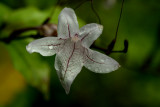IMG_2012 qge.jpg