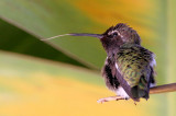 IMG_1723 hummers.jpg