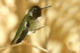 IMG_4081 hummers.jpg