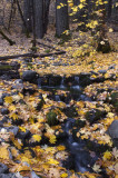 1688-Fall-at-Fern-Springs-2.jpg