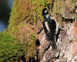 Hairy Woodpecker