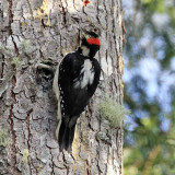 Hairy Woodpecker