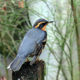 Varied Thrush