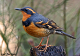 Varied Thrush