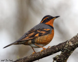 Varied Thrush