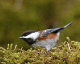 Chestnut-backed Chickadee