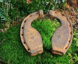 Ox shoes