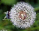 IMG_7659a.jpg
