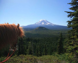 Rojo/Mt Adams