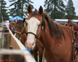 Once and awhile cowboys and girls tie their well trained cutting horses up to a handy fence and.....